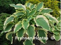 Hosta 